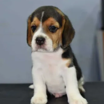 Beagle Puppies For Sale In Kolkata