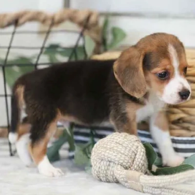 Beagle Puppies For Sale In Kolkata