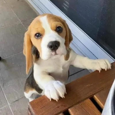 Beagle Puppies For Sale In Kolkata