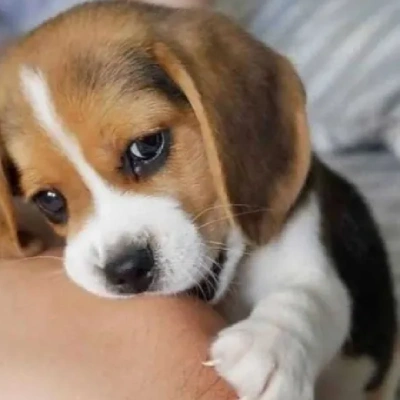 Beagle Puppy For Sale In Kolkata