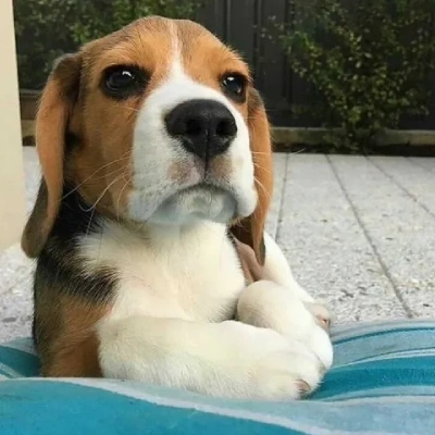 Beagle Puppies For Sale In Kolkata