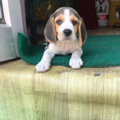 Beagle Puppies For Sale In Kolkata