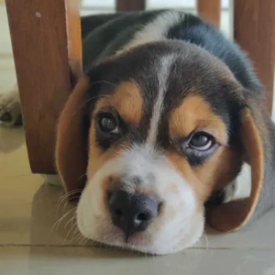 Beagle Puppies For Sale In Kolkata