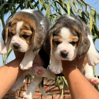 Beagle Puppies For Sale In Kolkata