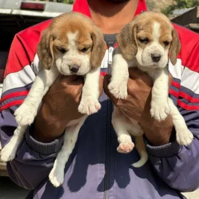 Beagle Puppies For Sale In Kolkata