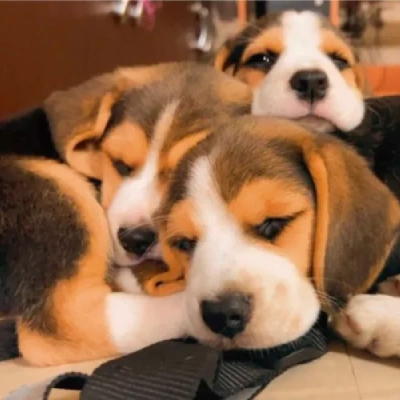 Beagle Puppies For Sale In Kolkata