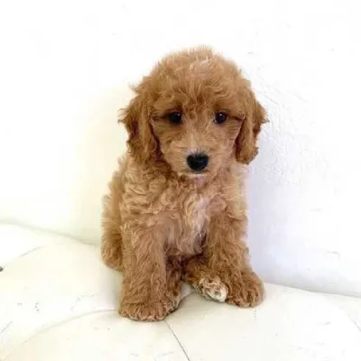 Cavapoo Puppies For Sale In Bangalore