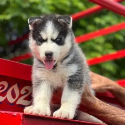Siberian Husky Puppies For Sale In Bangalore