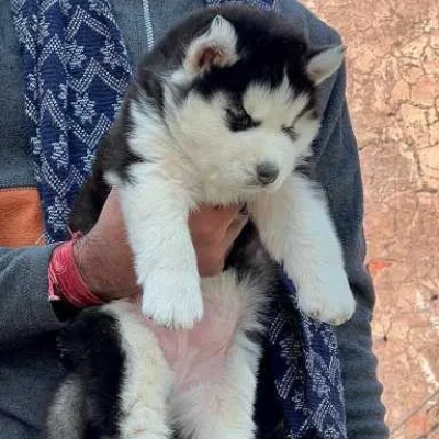 Siberian Husky Puppies For Sale In Bangalore