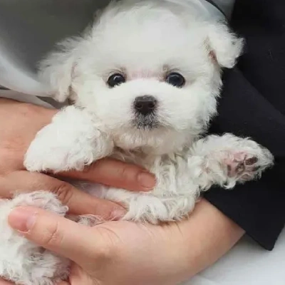 Toy Poodle Puppies For Sale In Ahmedabad