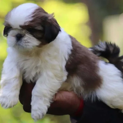 Shih Tzu Puppy For Sale In Pune